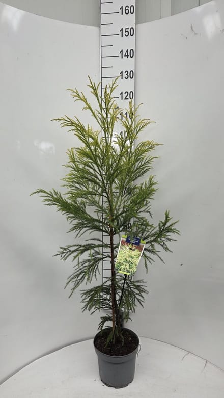 Cryptomeria j. ‘Hongarian Gold’ - Japanse ceder | 110-120 cm pot