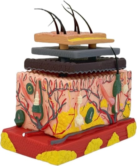 Huid Model - Anatomisch Weefsel - Onderwijs Hulpmiddel - Vergrote Structuur - 145 x 8 x 17 cm - Multicolor