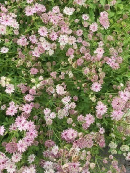 6 x ASTRANTIA MAJ. 'BUCKLAND' - ZEEUWS KNOOPJE - pot 9 x 9 cm