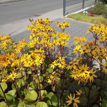 6 x Ligularia Dentata 'Othello'  - Grijsaard pot 9x9cm