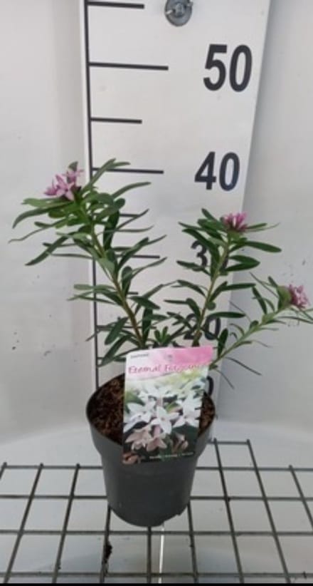 Daphne trans. 'Eternal Fragrance'® - Peperboompje 20- 25 cm in pot