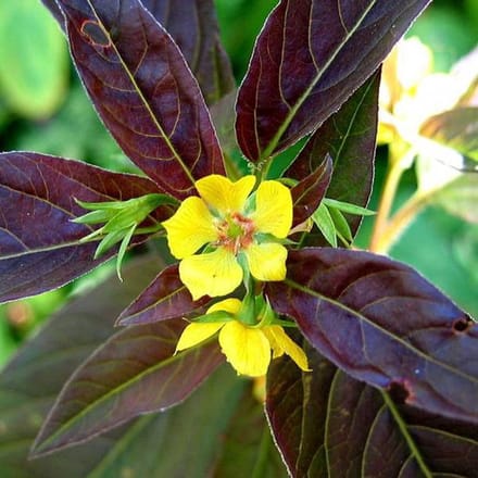 6 x Lysimachia Ciliata 'Firecracker'  - Wederik pot 9x9cm