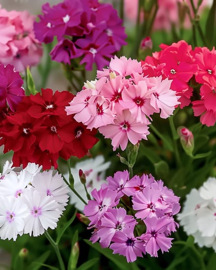 2 sets - Duizendschoon Zaden Dianthus Barbatus Enkelbloemig Gemengd Tweejarig
