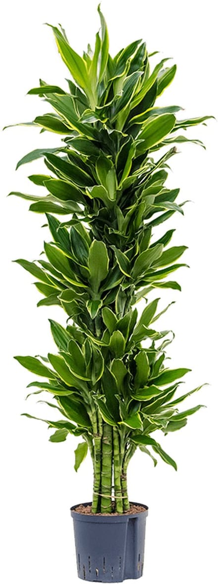 Hydroplant Dracaena Fragrans Golden Coast