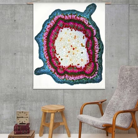 Wandkleed Microscopisch beeld - doorsnede van een plantenstengel I