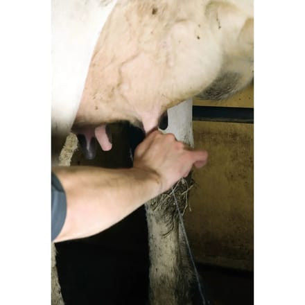 Uier wassen Septicare (x25)