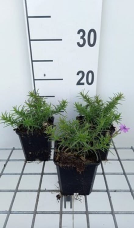 6 x Phlox (s) 'Purple beauty' - Kruipphlox in pot 9 x 9 cm