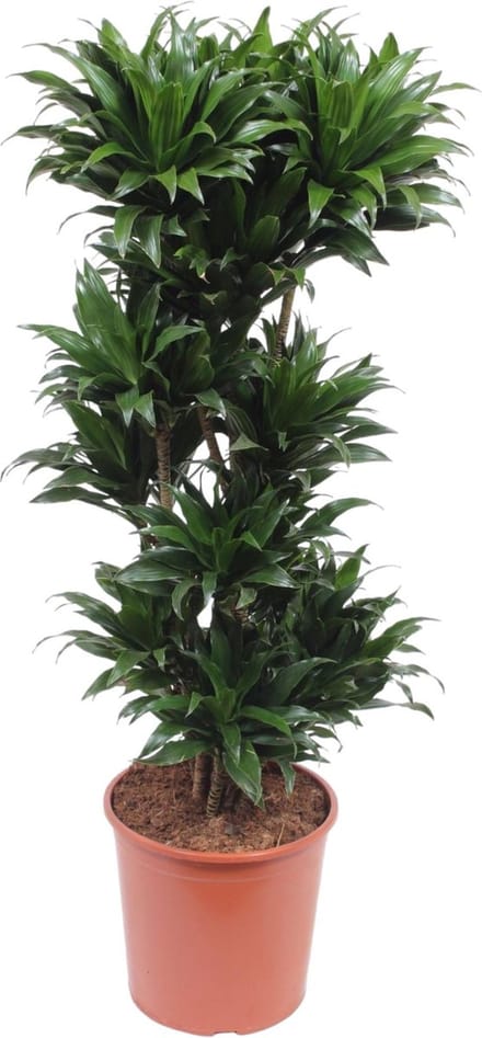 Compacte huiskamerplant dwergdrakenboom, Donkergroene Dracaena Compacta, 140 cm hoogte, ø30