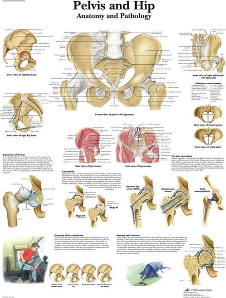 Het menselijk lichaam - anatomie poster bekken en heup (gelamineerd, 50x67 cm)
