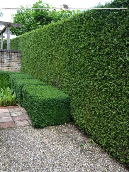 Levensboom Thuja plicata Martin 180-200 cm, 8x Haagplant