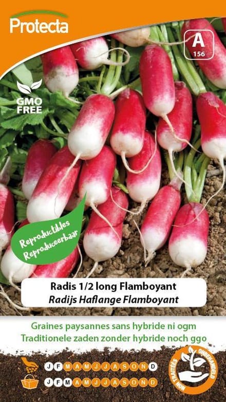 Protecta Groente zaden: Radijs Haflange Flamboyant