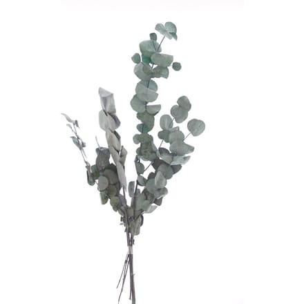 Eucalyptus Cinerea geprepareerd