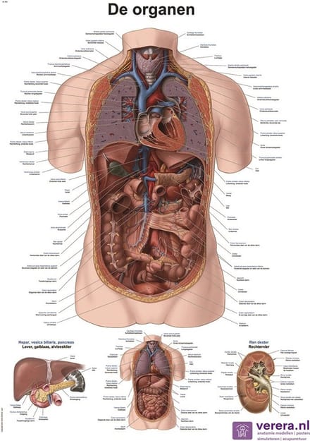 Anatomie poster organen (Nederlands/Latijn, 50x70 cm)