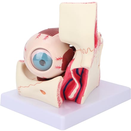 Modèle d'œil humain détachable, grossissement 3x, modèle anatomique transparent pour l'enseignement médical beige