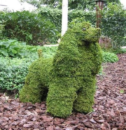 Hond Cocker Spaniel - Mos