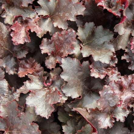 6x Purperklokje - Heuchera 'Black Beauty' - Pot 9x9cm
