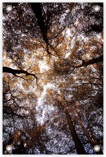 Tuinposter “Bladerdak” - “60x90cm” - poster tuin