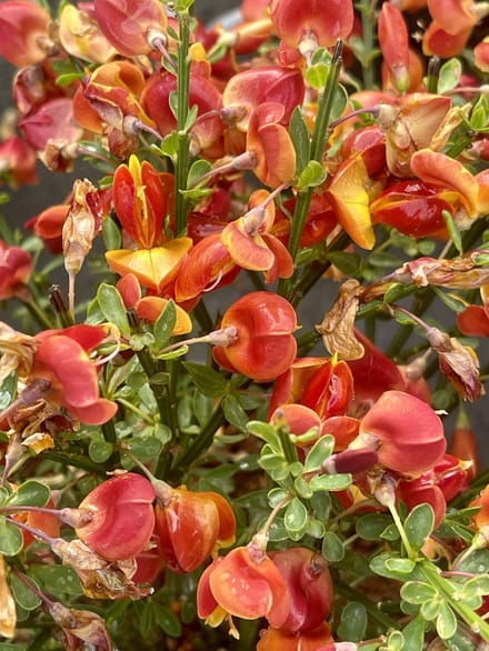 Cytisus 'Lena' - Brem Geitenklaver 40 - 60 cm in pot