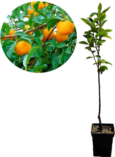 Diospyros kaki ‘Vaniglia’, Kaki, Hoogte 100cm, 5 liter pot