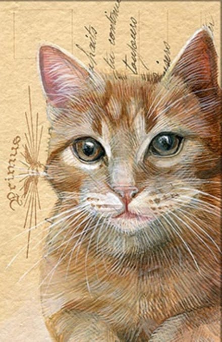Dubbele kaart met env. Kat rood 11,5x17,5cm