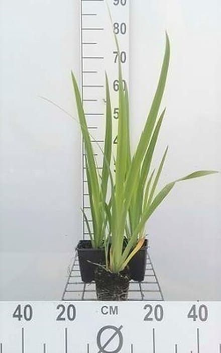 6x Baardloze iris - Iris sib. 'Blue Moon' | 9x9 cm pot