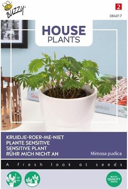 Buzzy® House Plants Mimosa Pudica, Kruidje Roer Me Niet - Fascinerende plant die beweegt bij aanraking