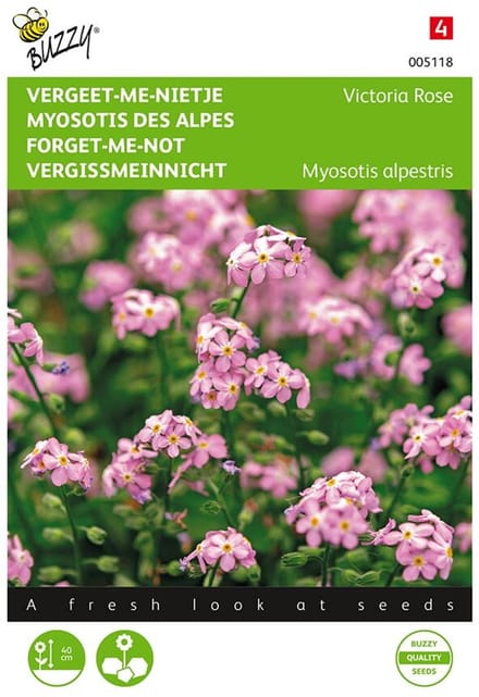 Buzzy - Vergeet-me-nietje  Victoria Rose (Myosotis)