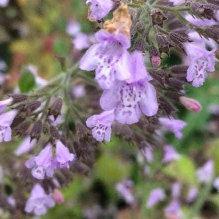 6 x Calamintha Nepeta  'Blue Cloud'  - Bergsteentijm pot 9x9cm