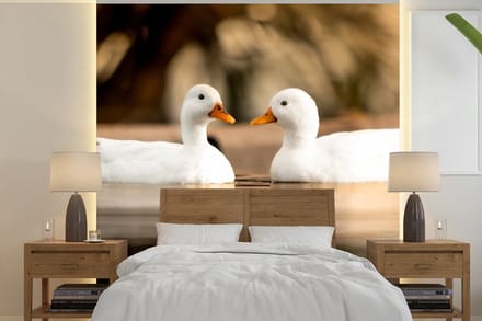 Behang - Fotobehang Eend - Wit - Dieren - Water - Vogel - Eenden - Breedte 240 cm x hoogte 240 cm