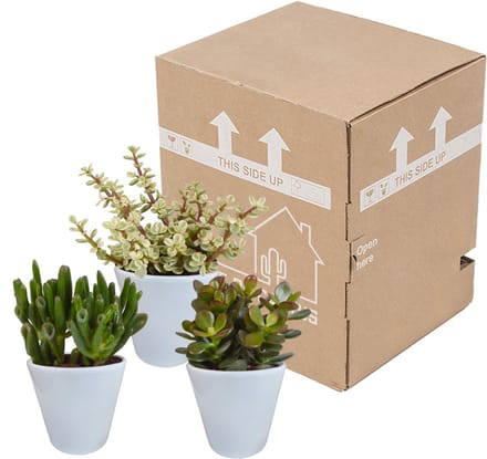 Crassula mix 8.5 cm in witte pot | 3 stuks