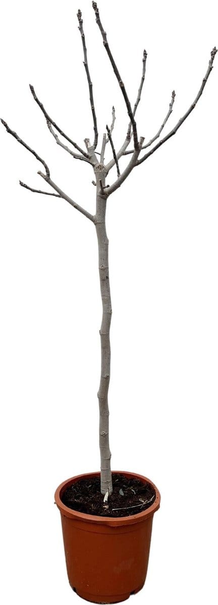 Ficus Carica op stam - 180 cm - ø30