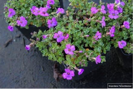 6x Randjesbloem - Aubrieta hybr. 'Hamburger Stadtpark' | 9x9 cm pot