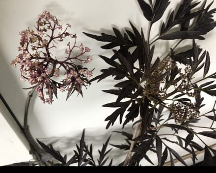 Sambucus nigra 'Black Lace'® ( 'eva') - Rode Peterselievlier 60- 80 cm in pot