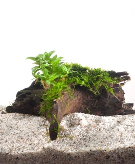 Moerings Driftwood met Staurogyne | Small Waterplant