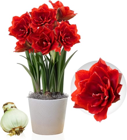 Amaryllis Bol - Cherry Nymph - Bloembollen - 1 stuk - Rood - Bloem bollen