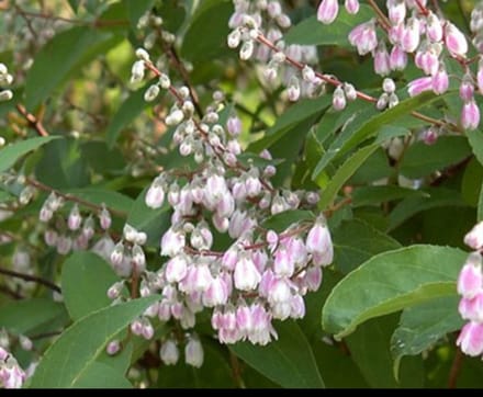 Deutzia cren. 'Pride of Rochester' - Bruidsbloem 60- 80 cm in pot