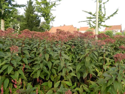 6x Leverkruid - Eupatorium maculatum ‘Riesenschirm’ | 9x9 cm pot