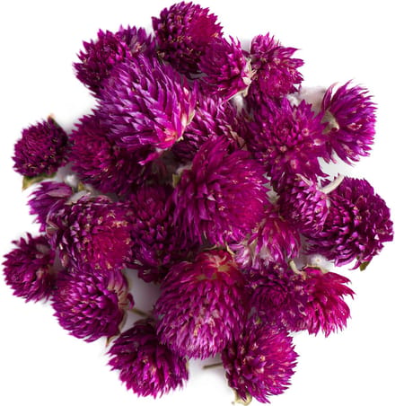Kogelamarantbloem