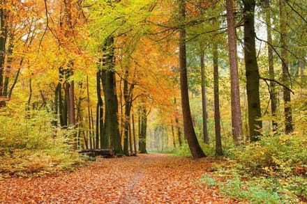 Fotobehang - Autumn Forest 375x250cm - Vliesbehang