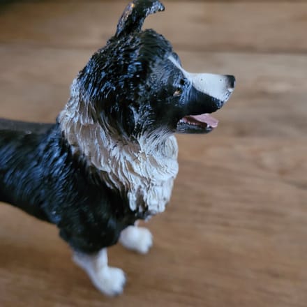 Beeld Border collie