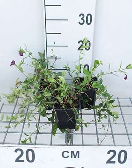 12x Kleine Maagdenpalm - Vinca minor 'Atropurpurea' ('rubra') | 9x9 cm pot