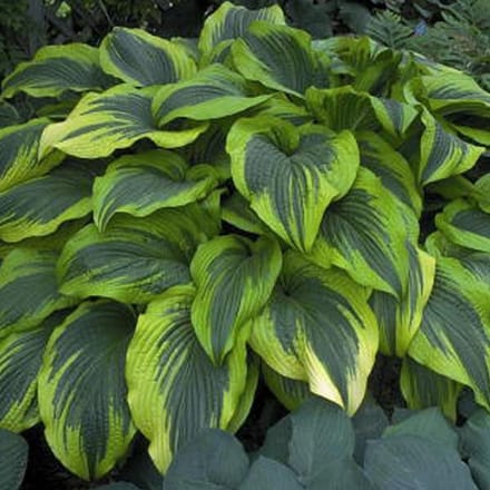 6 x Hosta 'Aureomarginata'-Hartlelie pot 9x9cm