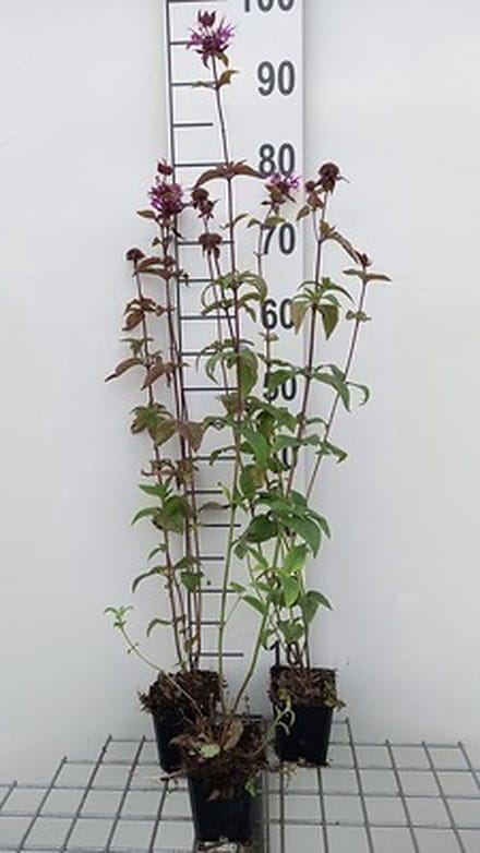6x Bergamotplant - Monarda fist. 'Menthifolia' | 9x9 cm pot