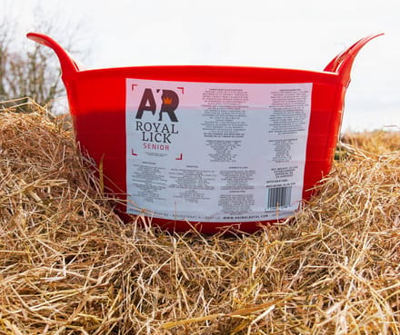 AR Royalick Senior - Liksteen - Senior liksteen paard