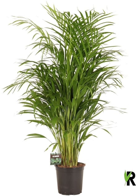 Dypsis lutescens 90 cm - Kamerplant - Potmaat Ø19 cm