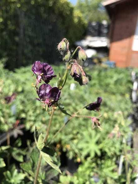 6 x Geranium phaeum - Ooievaarsbek - P9 Pot (9 x 9cm) - Dima Vaste Planten