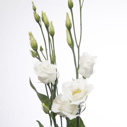 10x Eust.rosita white du 70cm
