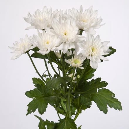 10x Chrysant pina colada 70cm