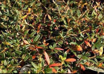 Berberis julianae - Zuurbes 40- 60 cm in pot