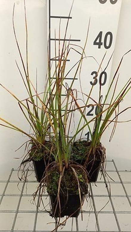 6x Vuurpijl - Kniphofia hybr. 'Nancy Red' | 9x9 cm pot